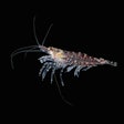 Krill. Red shrimp. Krill. Red shrimp underwater.