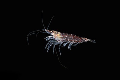 Krill. Red shrimp. Krill. Red shrimp underwater.