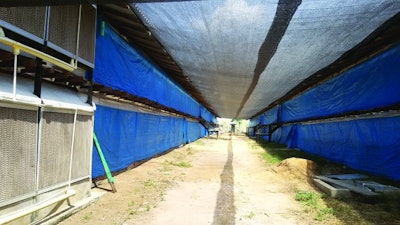 Creating shade around the broiler house can be beneficial for birds and workers alike. Eduardo Cervantes López
