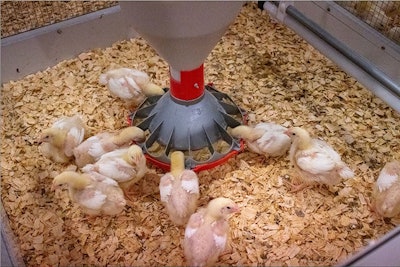 (Department of Animal Science, Iowa State University)