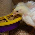 Indoor Chicken Farm, Chicken Feeding, Broiler Chicken Feeding