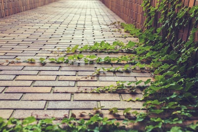 ivy-covered-brick-pavers-pathway