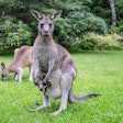 Mother Kangaroo With Baby Kangaroo In Her Pouch And Joey Kangaro