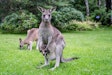 Mother Kangaroo With Baby Kangaroo In Her Pouch And Joey Kangaro