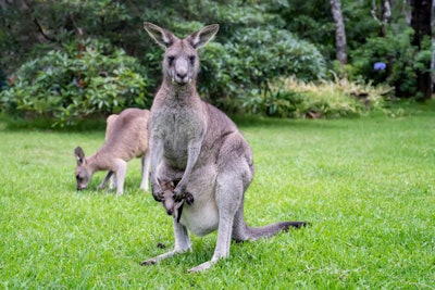 Mother Kangaroo With Baby Kangaroo In Her Pouch And Joey Kangaro