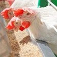 White Laying Hens.fattening Of Farm Birds In The Cell Battery