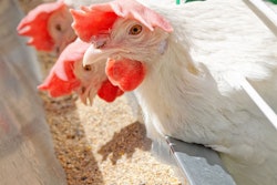 White Laying Hens.fattening Of Farm Birds In The Cell Battery