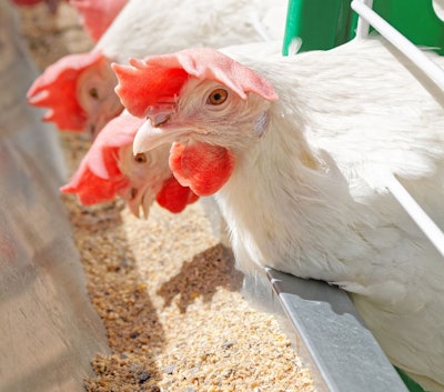 White Laying Hens.fattening Of Farm Birds In The Cell Battery