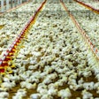 Chicken automatic feeding in close farm, temperature and light control , Thailand.