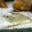 A Vannamei Shrimp, Whiteleg Shrimp, Pacific White Shrimp Or King