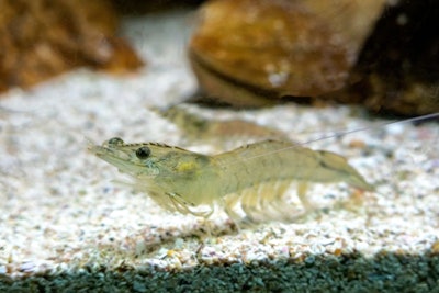 A Vannamei Shrimp, Whiteleg Shrimp, Pacific White Shrimp Or King