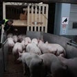 0903PIGtopigs