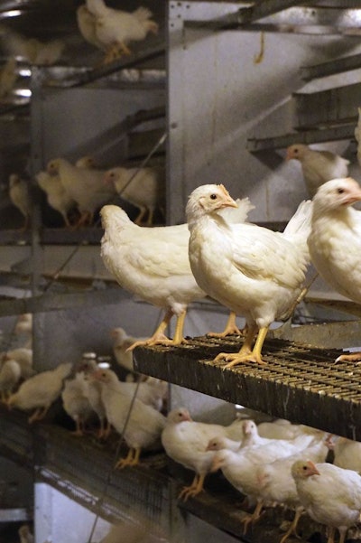 5-week-old white layer pullets perching