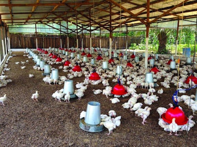 African Broiler House