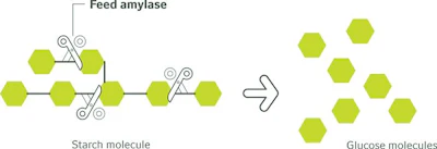 Amylase-cuts-starch-molecules.jpg