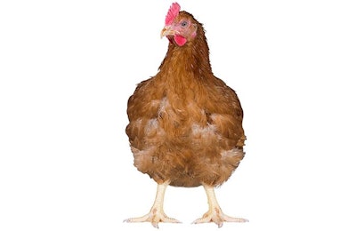 Aviagen-Rambler-Ranger-Broiler