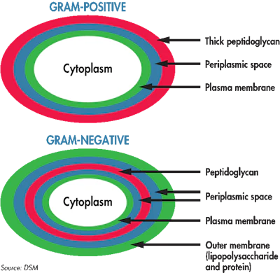 Bacterial-cell-walls.png