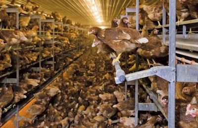 Big Dutchman Natura Step Cage Free Aviary