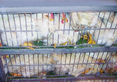 Birds Crammed Into Cage