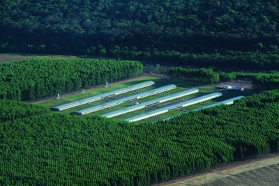 Brazilian Poultry Farm In Forest