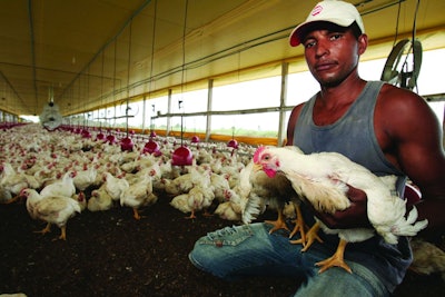 Brazilian Chicken Farmer