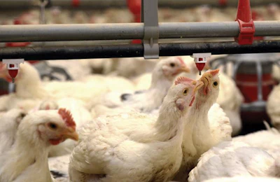 Broilers-drinking-2.jpg