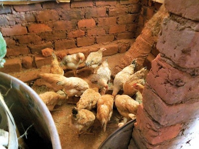Chickens-in-Tanzania-structure