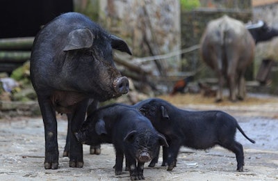 China Pigs African Swine Fever