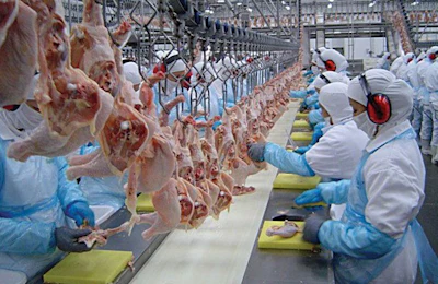 Clean-poultry-processing