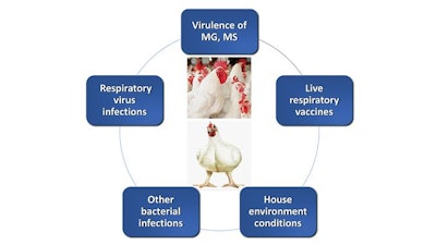 Contributors To Broiler Chronic Respiratory Disease