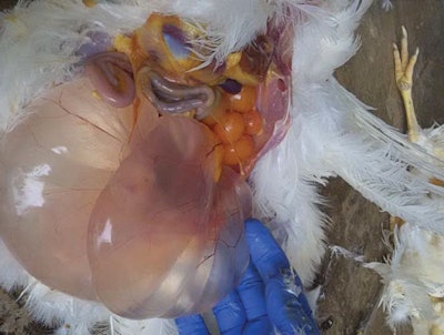 Cystic Left Oviduct Fls