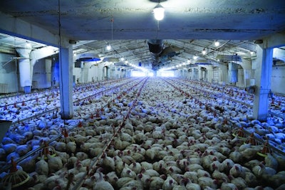 Dimly Lit Broiler House