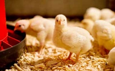 Chicks looking at camera