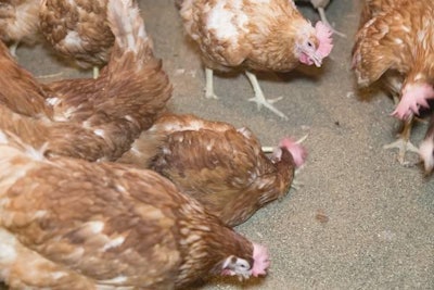 Dust Bathing 1311 E Imps 5