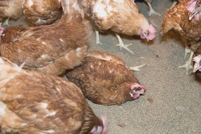 Dust Bathing 1311 E Imps1