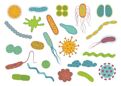 Good Bacteria 2