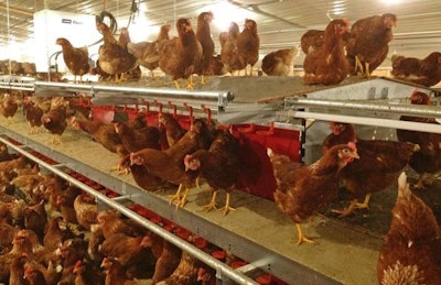 Vencomatic Grando Castle