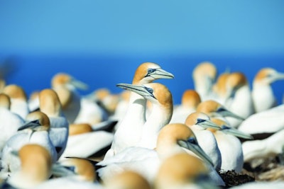 Gull Colony
