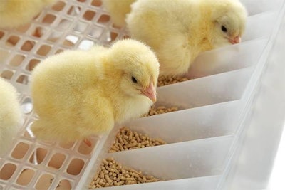 Hatch Tech Hatch Care Chicks 1511 P Ipoultryhatching2