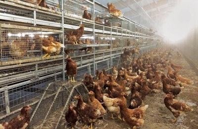 Hellman Aviary With Brown Hens