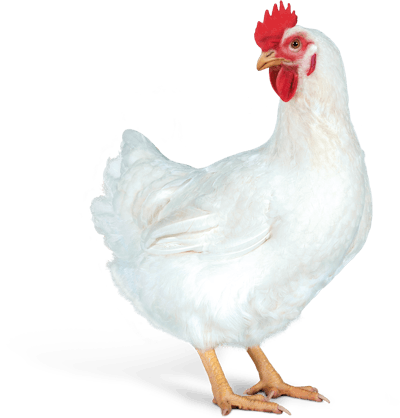 Hubbard Efficiency Plus Female Half Shade