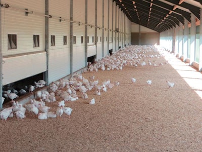 Hubbard-broilers-on-floor-house