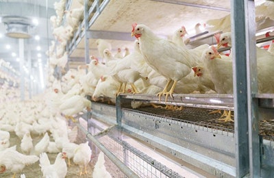 Hy Line W 80 In Aviary