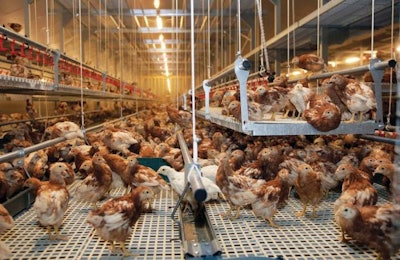 Las ponedoras alojadas en aviarios se desempeñan mejor si se les cría como pollonas en sistemas similares a los que van a habitar en la caseta de postura. | Cortesía de Jansen Poultry