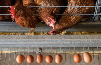 Laying-hens-eating
