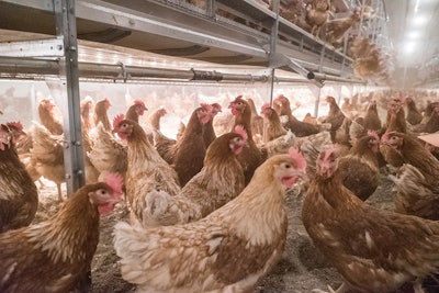 Lighting Layers Big Dutchman