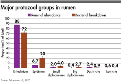 Major Protozoal Groups In Rumen