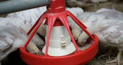 Boilers eating from feeder