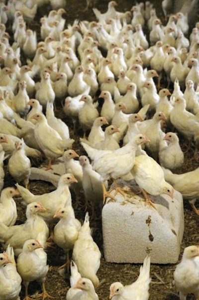 Peck stone with intact beak pullets