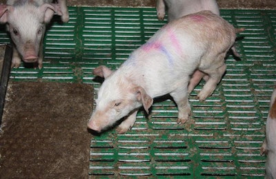 Piglet-with-PRRS